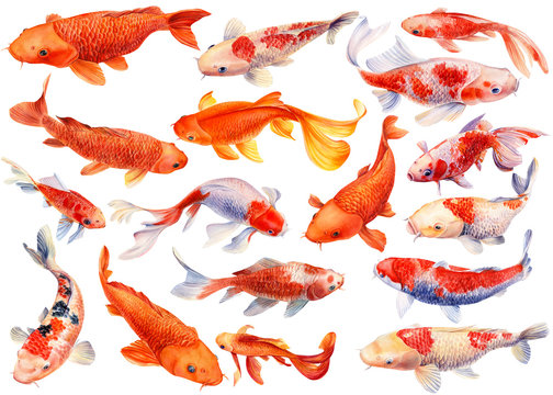 Set of koi, carp fish on an isolated white background, watercolor illustration, hand drawing