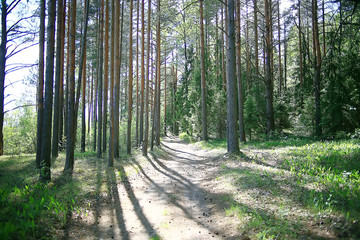 summer park landscape / seasonal view, green trees in summer, concept nature walk, ecology, eco