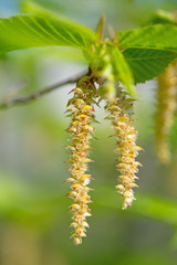Männliche Blüten der Hopfenbuche, Ostrya carpinifolia