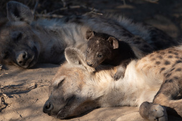 Spotted Hyena and pups