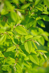 Fototapeta na wymiar Junge Blätter der Hopfenbuche, Ostrya carpinifolia, im Frühling