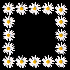 Square frame of white daisy flowers on a black background. Chamomile border