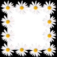 Fototapeta premium Square frame of white daisy flowers on a black background. White blank for text