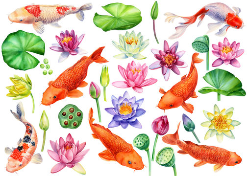 Set carp koi and lotus flowers on an isolated white background, watercolor painting, clipart of orange fish, lotus buds, leaves, seeds
