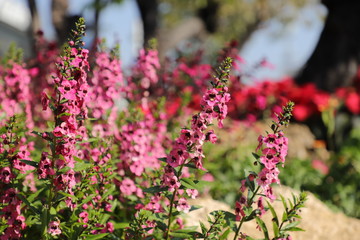 flowers in the garden