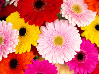 Top view closeup colorful red, pink, yellow and violet aster flowers background. Holiday pattern for postcard