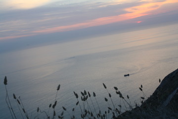 flock of birds in flight