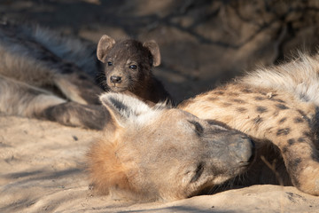 Spotted Hyena and pups