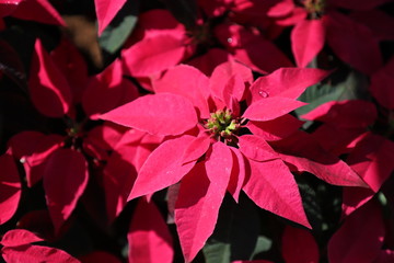 poinsettia on red background