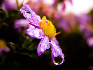 Drops on a flower