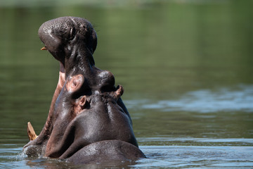 Fototapeta na wymiar Hippo yawn