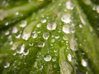 Drops on plants