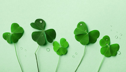 Saint Patricks Day background with green shamrock top view.