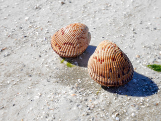 Heart Cockles, Fort DeSoto Beach, Florida