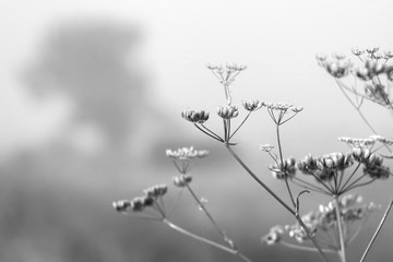 bush in the morning sun. foggy morning, dawn. Black and white.