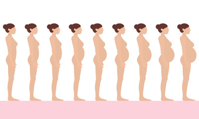 Pregnancy stages flat vector illustration. Pregnant woman and birth newborn trimester infographics. Pregnant and newborn, woman belly figure during pregnancy