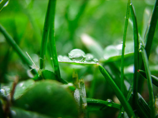Drops on the grass