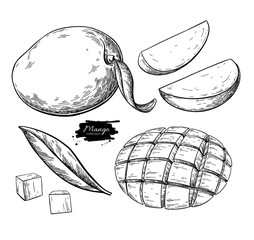 Mango vector drawing. Hand drawn tropical fruit illustration. Engraved summer fruit. - 310172454
