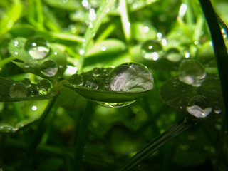 Drops on the grass
