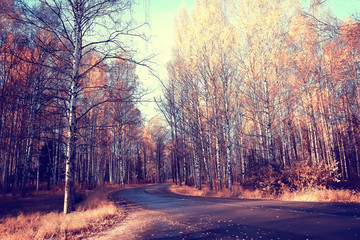 blurred autumn background park / yellow wallpaper, autumn forest, concept of seasonal landscape, trees branches, leaves