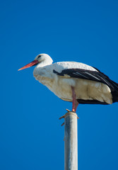 Stork perched on the top of a flagpole on a sunny winter day