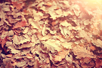 yellow leaves bokeh seasonal background / beautiful autumn leaves yellow branches abstract background, leaf fall concept