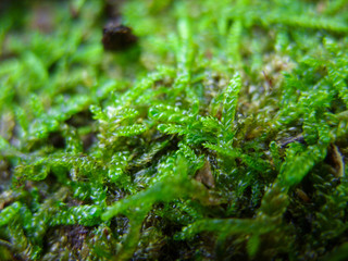 Moss in the forest