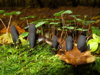 Mushrooms in the forest