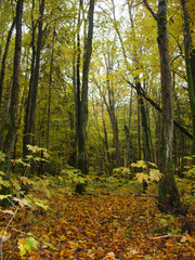 Forest in autumn