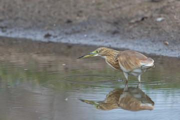 Squacco Heron