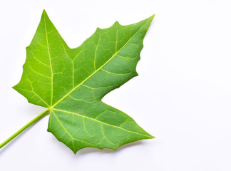 green leaf isolated on white background