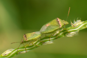 green stinky bugs love