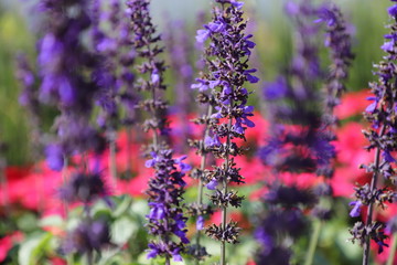 Obraz premium purple flowers in the garden