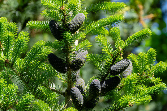 Beautiful close-up of young blue cones on branches of fir Abies koreana  with green and silvery spruce needles on background. Selective focus. Nature concept for design