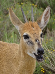 Duiker 343