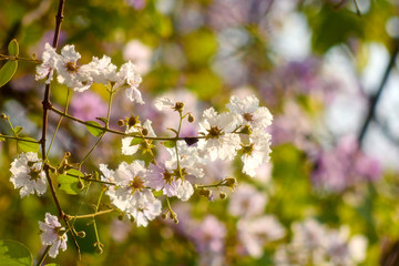 Purple Flowering Tree and The sun passed through the branches