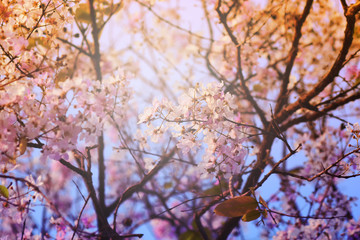 Purple Flowering Tree and The sun passed through the branches