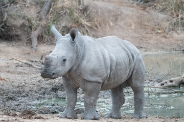 White Rhino