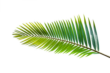 Fototapeta premium tropical and coconut leaf isolated on white background, summer background