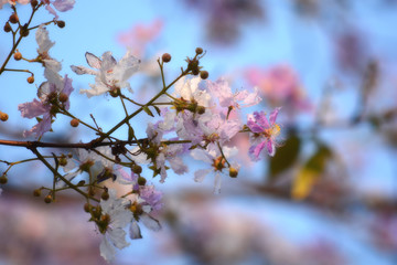 Obraz premium Purple Flowering Tree and The sun passed through the branches