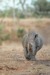 White Rhino