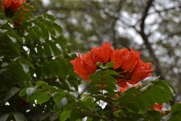 Rouge de chaleur et de verdure