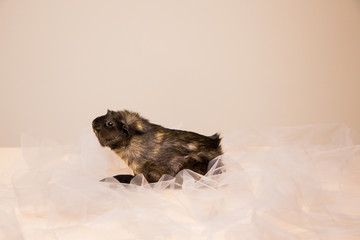 Cute and funny guinea pig