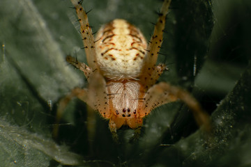 dangerous spider 