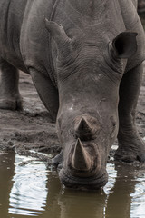 Obraz premium White Rhino