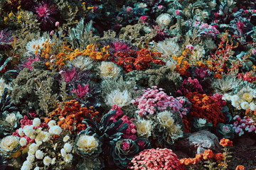 Fototapeta premium Full frame of flowers