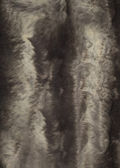 Short-haired gray-brown pile on the skin of a wild animal.Texture or background