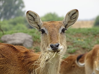 Lechwe Weibchen 317