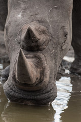 White Rhino