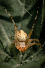 dangerous spider attacking